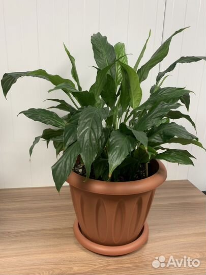 Хлорофитум