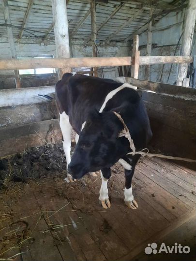 Айширская телка