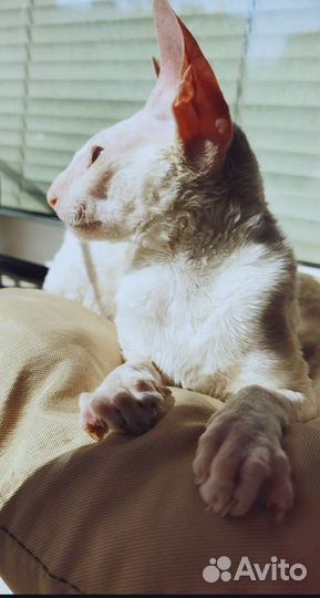 Корниш-рекс