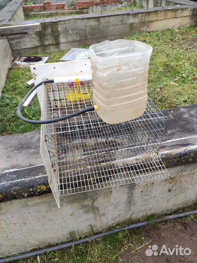 Клетка для перепелов (10шт)