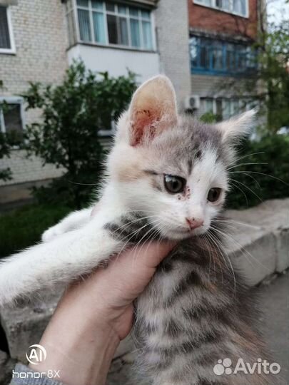 Котенок в добрые руки