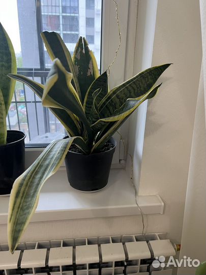 Сансевиерия