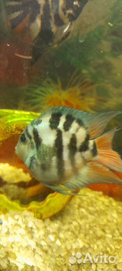 Рыбки, растения