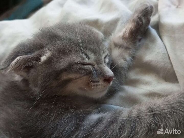 Шотландская вислоухая