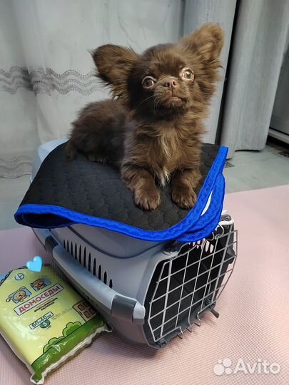 Новогоднее чудо