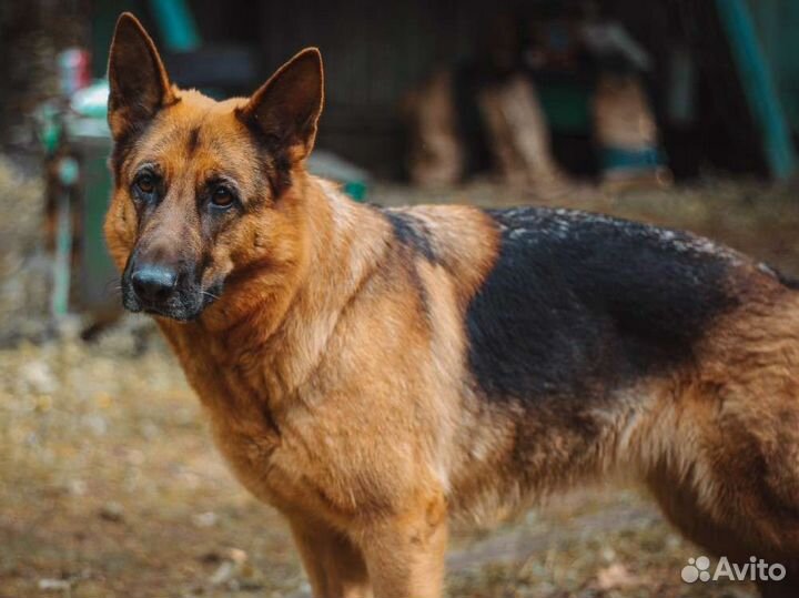 Собачья шерсть пух