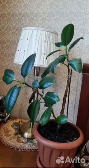 Фикус каучуконосный