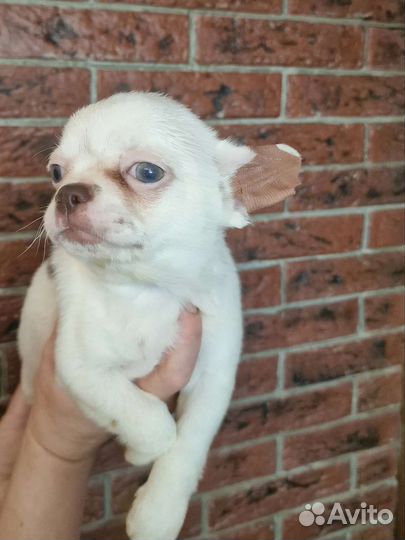 Щенки чихуахуа