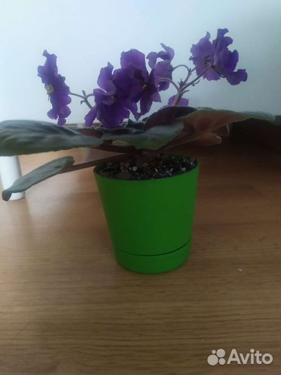 Синие фиалки