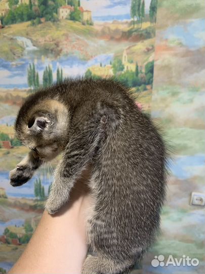 Тикированный котенок