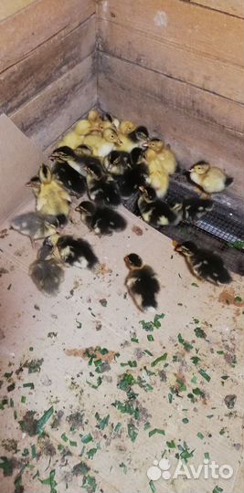 Гусята и утята