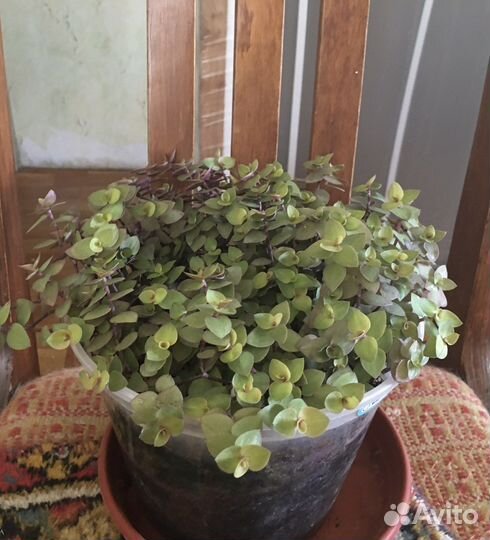 Коллизия