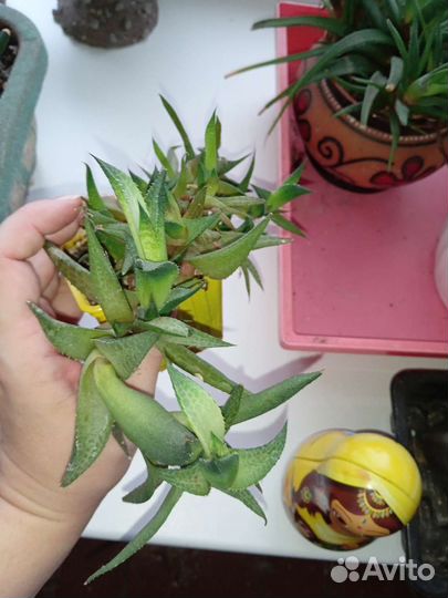 Суккуленты