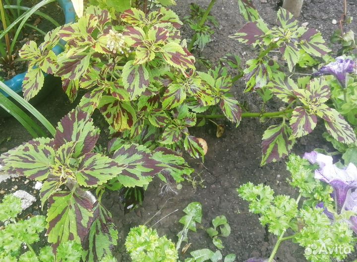 Разные цветы