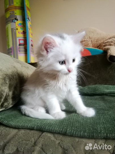 Котенок в добрые руки