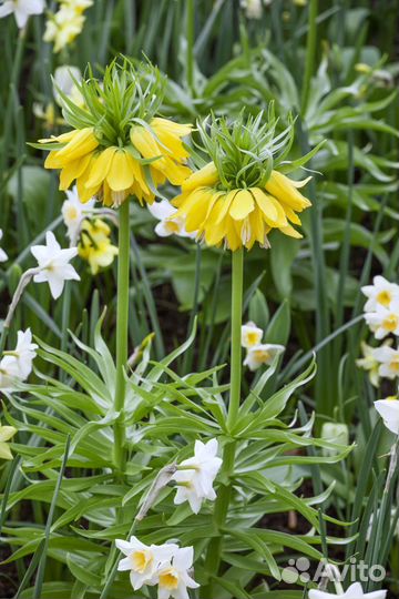 Рябчик императорский