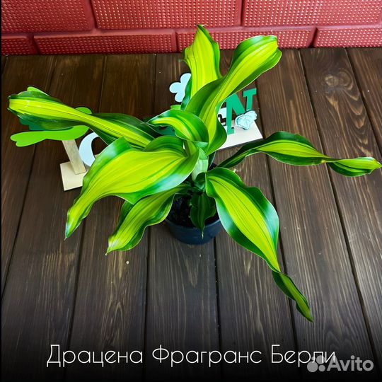 Драцена Фрагранс Берли