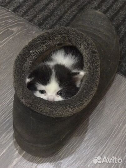 Отдам котика в добрые руки