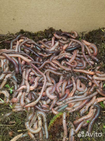 Черви выползки для рыбалки