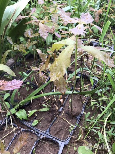 Дубки двухлетки Ю/З район