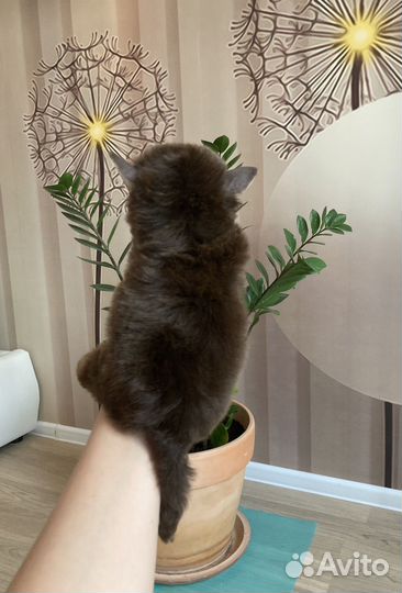 Шоколадный йорк девочка яркая