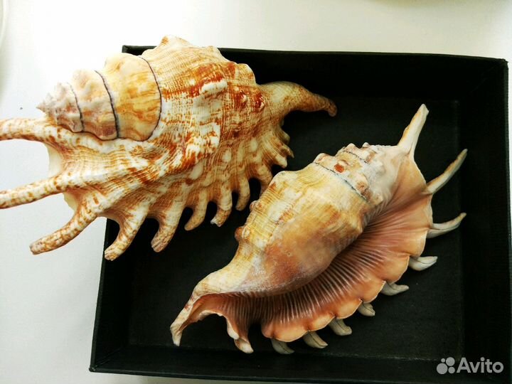 Раковины морские. Большая коллекция