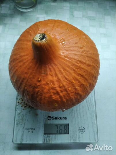 Семена тыквы Хоккайдо