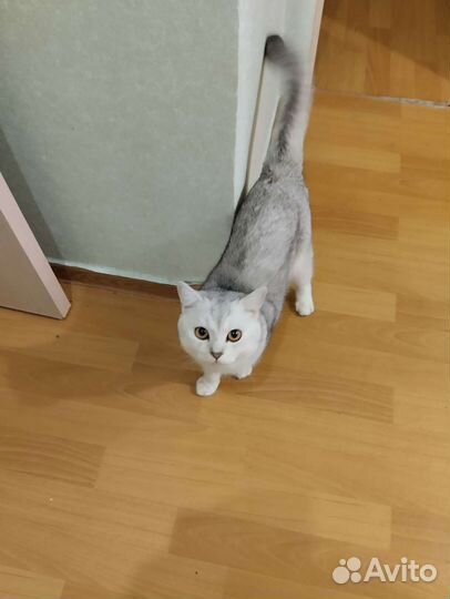 Шотландский кот на вязку