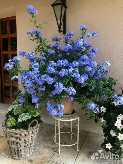 Комнатные цветы в большом ассортименте