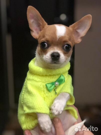 Кофточки для питомцев