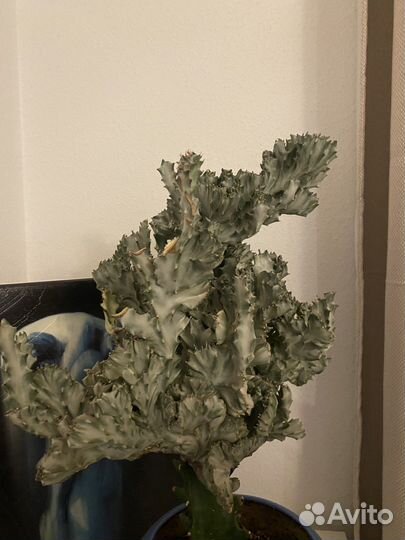 Эуфорбия кристата