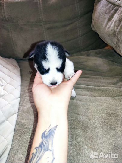 Щенки хаски