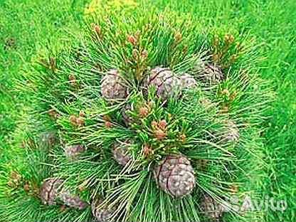 Саженцы привитого кедра