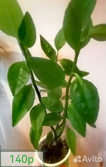 Комнатные цветы 1