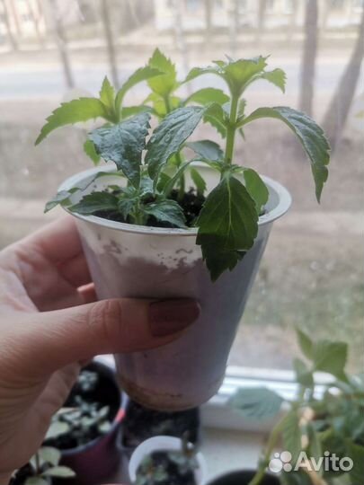 Цветы комнатные ахименис