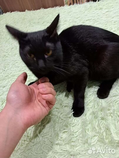 Котята отдам в добрые руки бесплатно