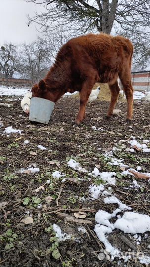 Телята девочки