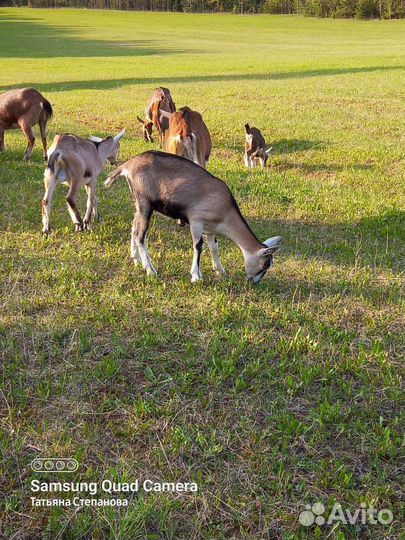 Альпийские козлята