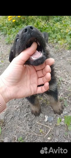 Щенки немецкой овчарки в добрые руки