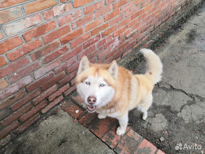 Хаски для вязки