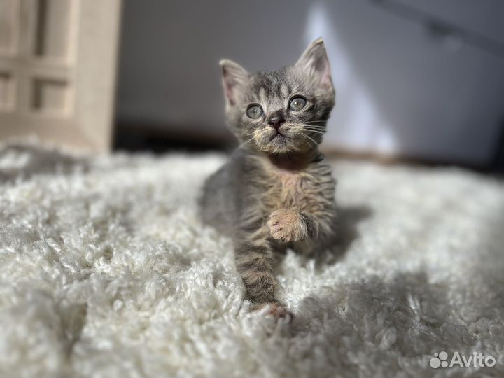 Котята 3 месяца