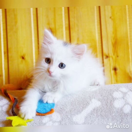 Котята, кошка в добрые руки, помогу найти