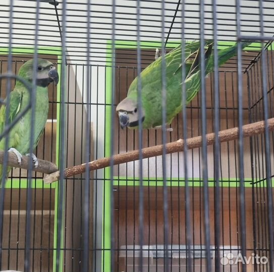 Розовогрудый попугай