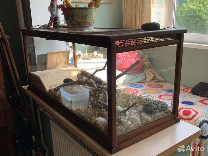 Террариум с Амурским полозом, дерево и стекло