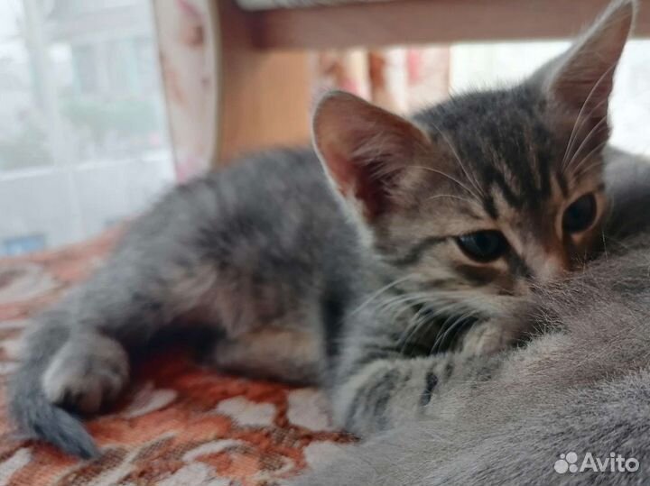 Котенок мальчик в добрые руки