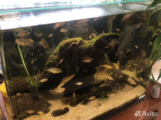Аквариум Dennerle tank 55 купить в Москве | Животные и зоотовары | Авито