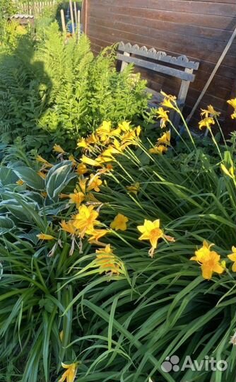 Лилейник желтый