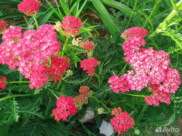 Брунера и другие многолетки