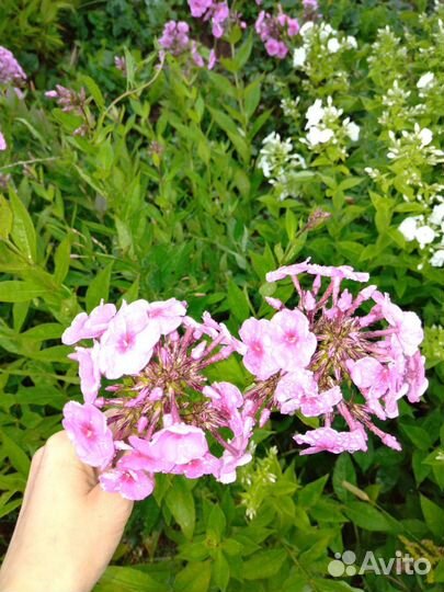 Флоксы многолетние