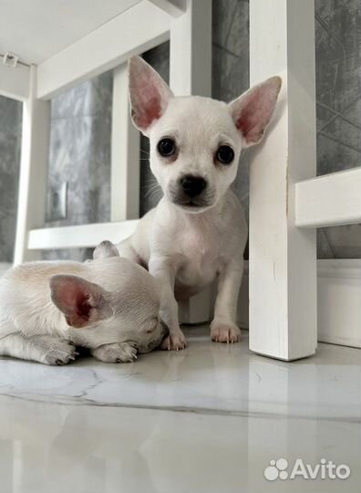 Щенок чихуахуа